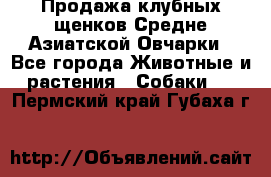 Продажа клубных щенков Средне Азиатской Овчарки - Все города Животные и растения » Собаки   . Пермский край,Губаха г.